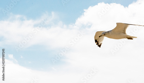 bird in flight