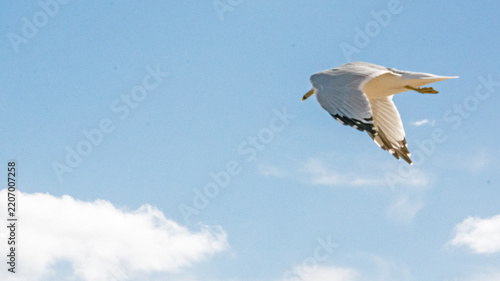 Seagull fighting the wind