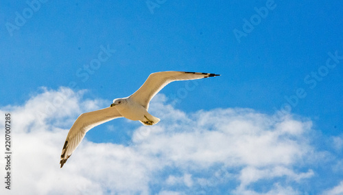 seagull on blue sky