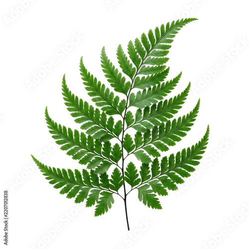 Fern frond with lush green foliage isolated on a black background in a detailed botanical style