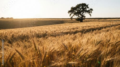 field of wheat
