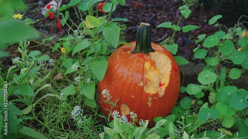 Decorative pumpkin partially eaten be squirrel or other rodents inside a flower garden