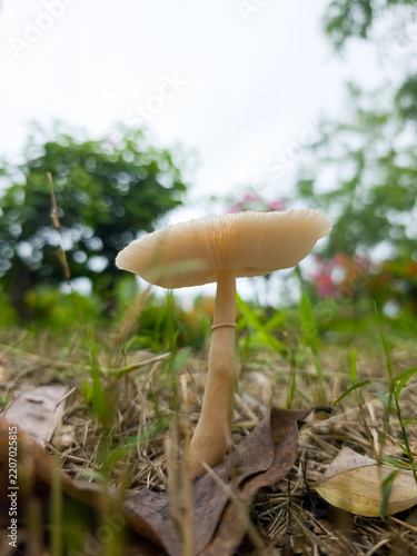 Single tall white mushroom standing among dry leaves and grass in forest