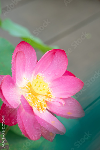 Pink lotus flower covered with water droplets