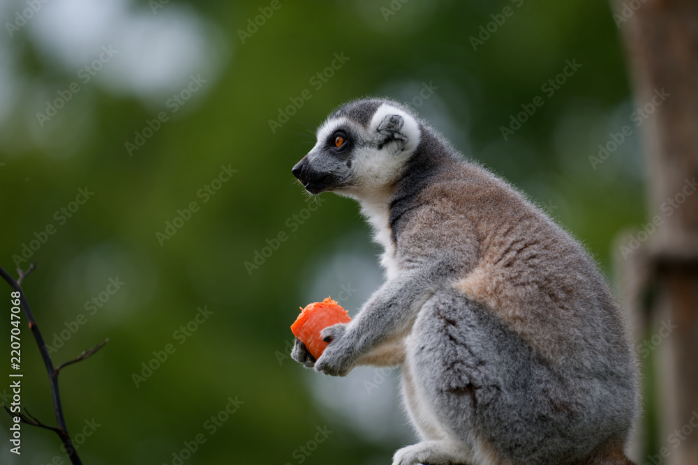 Obraz premium Ring-Tailed Lemur Holding a Carrot