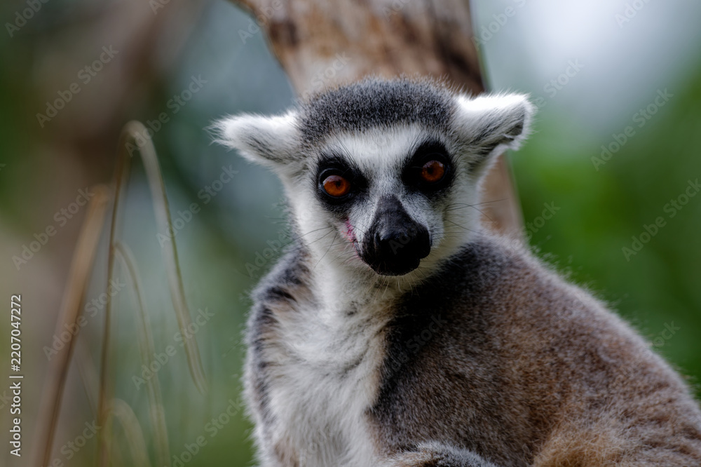 Obraz premium Close-Up Portrait of a Ring-Tailed Lemur with Striking Amber Eyes
