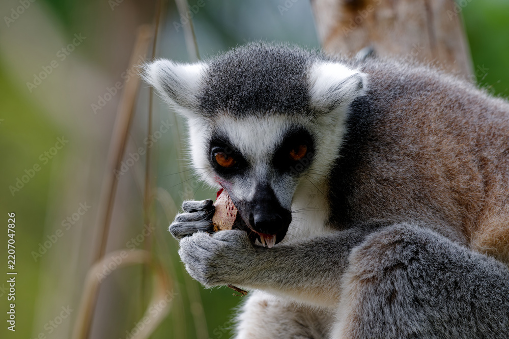 Obraz premium Ring-Tailed Lemur Eating Food Close-Up