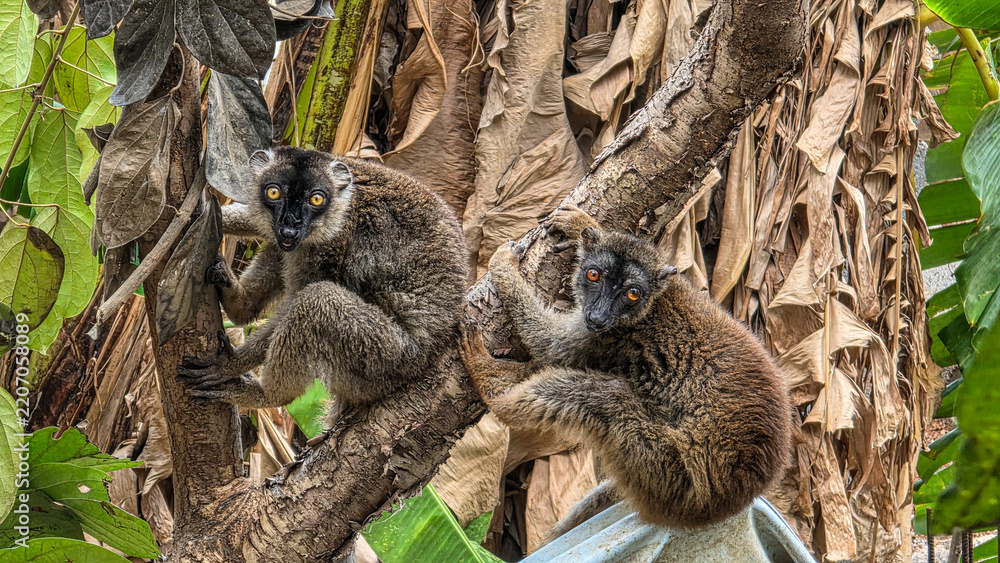 Obraz premium Two brown lemurs with golden eyes sitting together on a tree branch among dried banana leaves