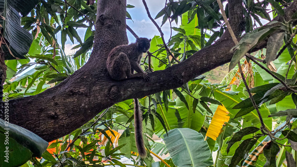 Obraz premium Lemur sitting on a tree branch backlit against the sky surrounded by tropical foliage