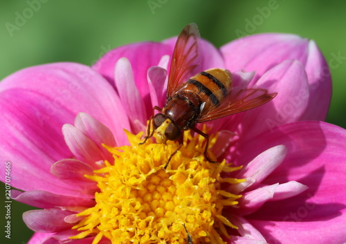 Fotografie Hornet mimic hoverfly, Volucella zonaria, feeding on the pollen and nectar of a dahlia flower