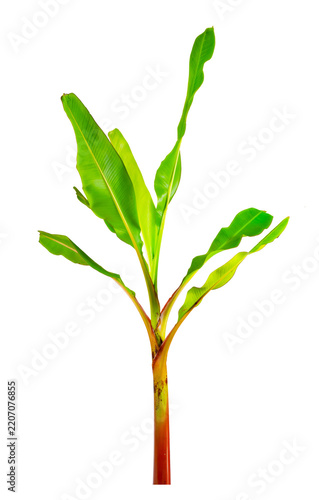 Young Banana Plant Sapling Isolated on Transparent Background