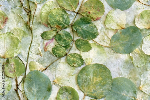 A seamless pattern of pressed green leaves and pale flowers with delicate stems, creating a soft botanical herbarium background with a natural vintage texture.