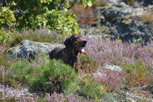 Alpine dachsbracke hunting dog in heather landscape