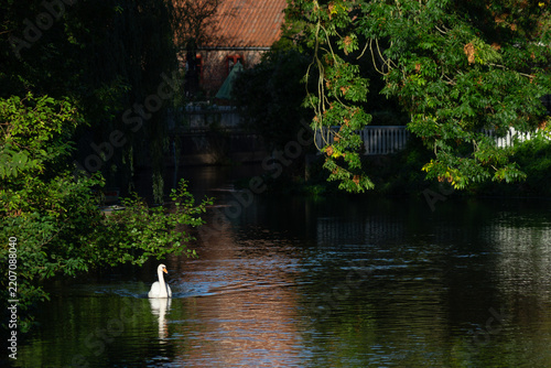 A single white mute swan swimming on the dark, reflective surface of the Ribe river (Ribe Å), surrounded by dense green riverbank vegetation and trees