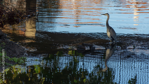 A grey heron (Ardea cinerea) perched alertly on a submerged wooden post in the shallow river waters of Ribe, with soft water reflections in the background.