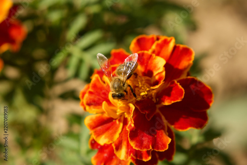Macro shot of a worker bee collecting pollen from a bright orange and red marigold blossom in outdoor garden, showcasing natural biodiversity and insect pollination process.