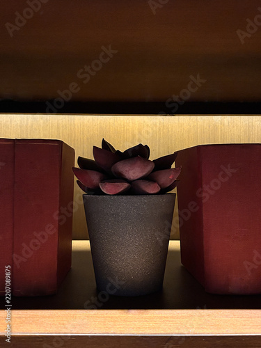 A small potted succulent placed neatly between two books on a wooden shelf.