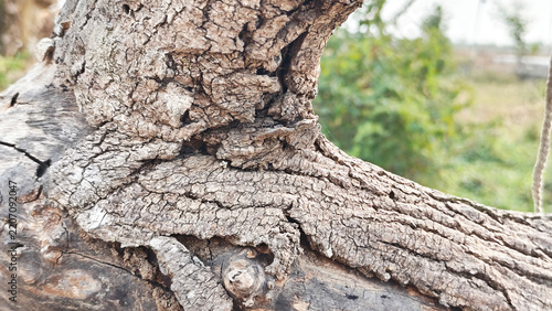 Detailed Tree Trunk Bark with Rough Natural Texture