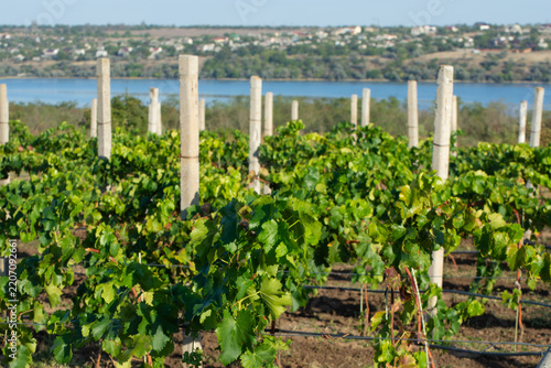 Rows of young vines on concrete supports in a vineyard in autumn. Grape growing in the steppe.