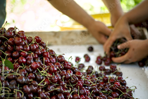 Farm workers sorting and grading freshly harvested dark red cherries in a large wooden sorting bin during the agricultural harvest season on an orchard farm