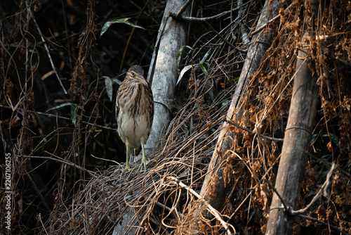 Black-crowned night heron young individual portrait hiding in the nest