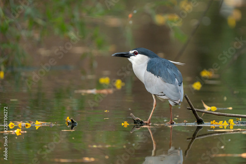 Black-crowned night heron portrait in a waterhole hunting fishes, intense red eyes and feathers color in a side view from behind