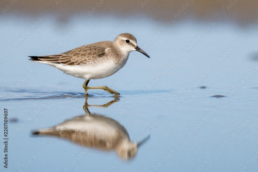 Fototapeta premium Red-necked stint bird walks on wet sand shore. Small shorebird reflects in calm blue water. Wild avian animal foraging near ocean coast during breeding season. Natural wildlife photography shows