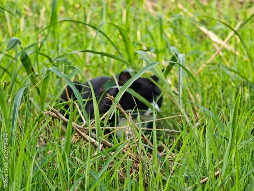 緑の草間に隠れる猫