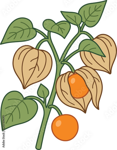 Physalis plant branch with papery husks, ripe orange berries, and green leaves in hand drawn flat vector illustration style