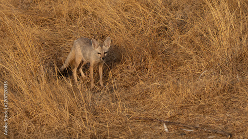Bengal fox portrait in front of the den in an Indian grassland at sunrise. Beautiful fur camouflage colors to hide in the bush