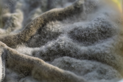 Macro Close Up Of Mold Growing On Herb Quark With Fuzzy Texture