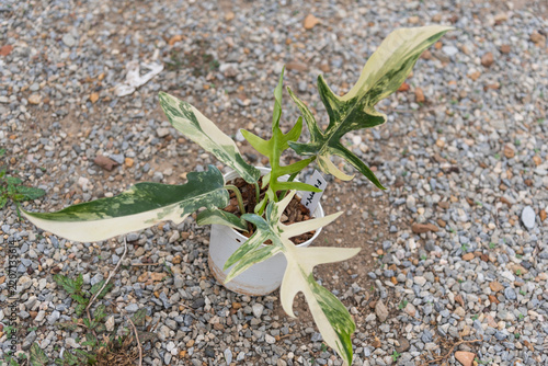 Closeup to Fresh leaf of philodendron florida beauty x tortum 