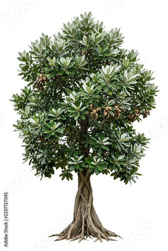 Ultra-realistic mature Looking-glass Tree (Heritiera littoralis), tall coastal tree with thick buttressed trunk, dense rounded canopy, large leathery dark-green leaves with silvery undersides