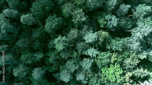 Aerial view of a dense green forest canopy