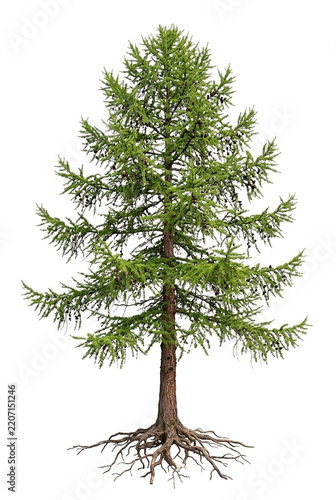 Ultra-realistic mature European Larch (Larix decidua), tall elegant deciduous conifer with a broad open pyramidal crown, graceful horizontal branches