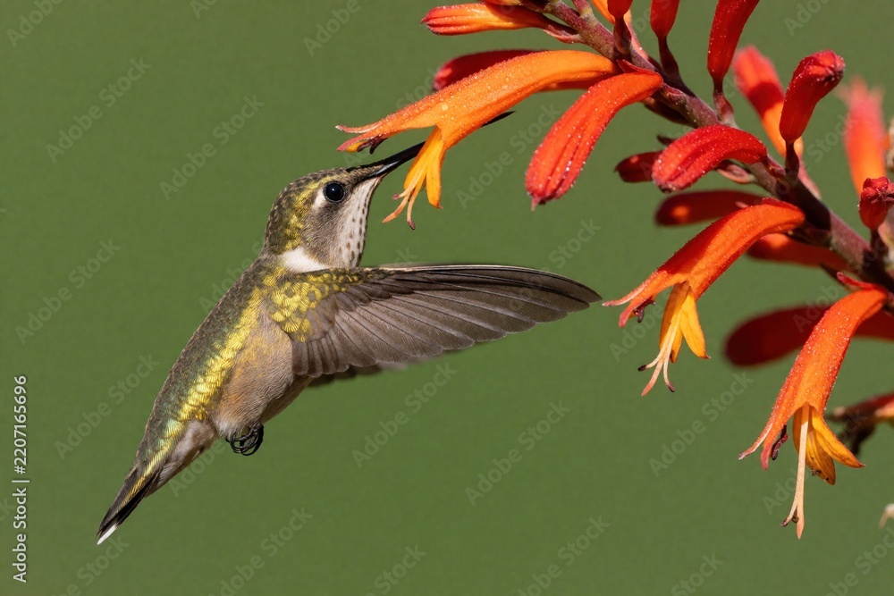 Obraz premium Small hummingbird Selasphorus flammula hovers near bright orange flowers. Tiny bird uses long beak to drink nectar from tropical blossom. Avian wildlife flies in nature, feeding on nectar among