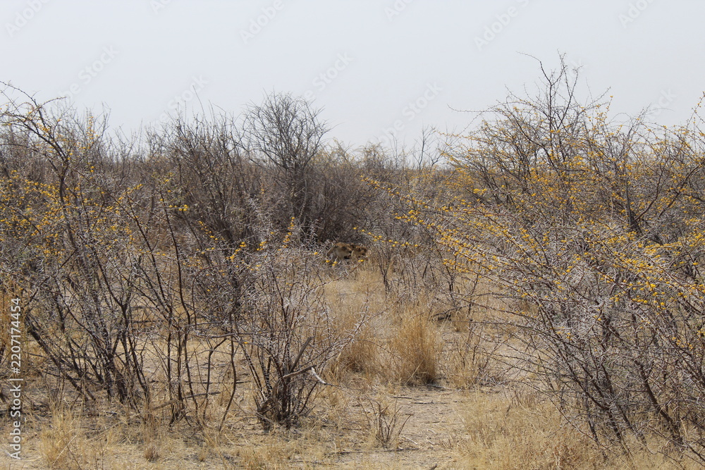 Fototapeta premium camel thorns in the Etosha National Park