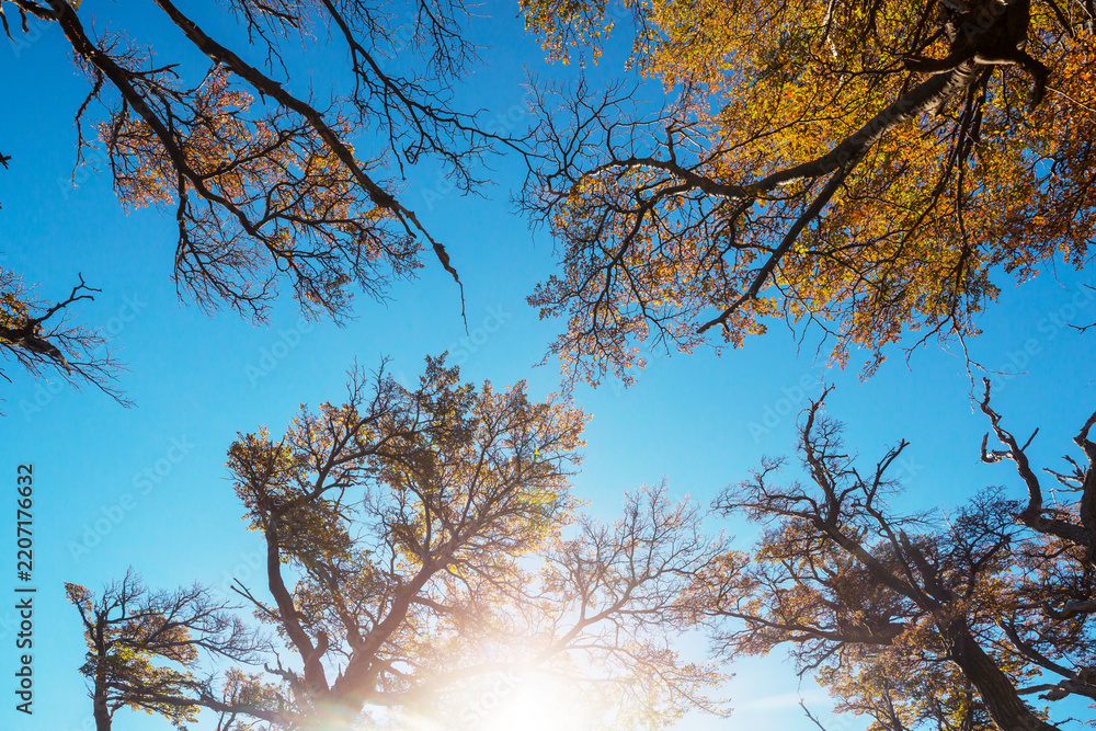 Obraz premium Autumn forest