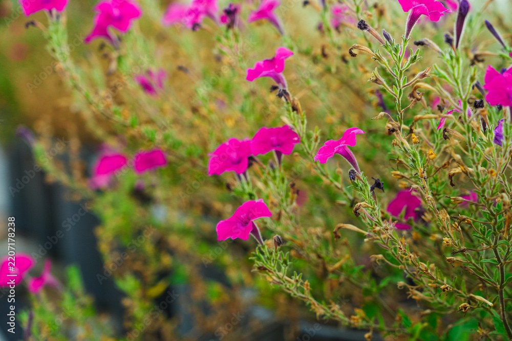 Obraz premium Pink petunias blooming in the garden.
