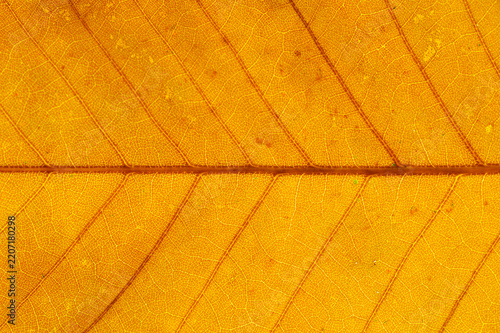 close up on yellow autumn leaf texture