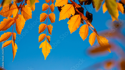 Sunlit orange autumn leaves against a clear blue sky, ideal seasonal backgrou...