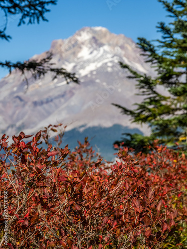 Mount Hood framed by evergreen trees and vivid red autumn foliage, showcasing seasonal color in the Cascade Range of Oregon beneath a clear blue sky