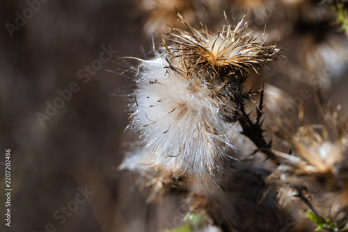 A macro close-up captures fluffy white seed heads emerging from a dried, spiky wild thistle flower head in the autumn sun