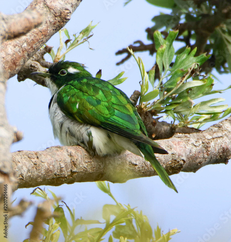 Klaas's cuckoo 