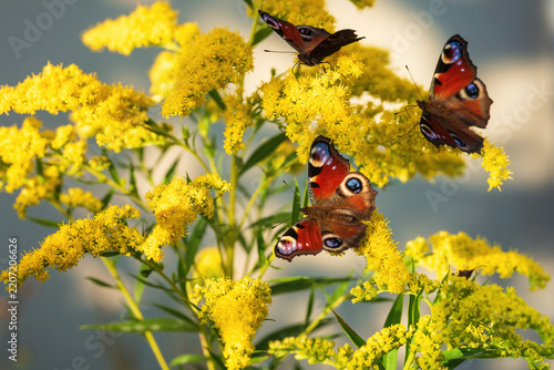 Peacock butterflies on a yellow flower.