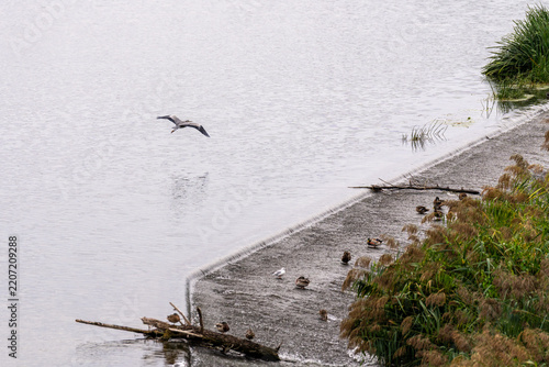Graureiher und Enten am Wasser
