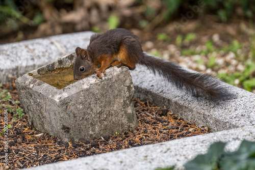 Plakat Eichhörnchen trinkt aus Steintrog