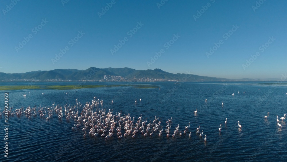 Naklejka premium Aerial view of greater flamingos in Gediz Delta, Aegean Sea, Izmir, Türkiye