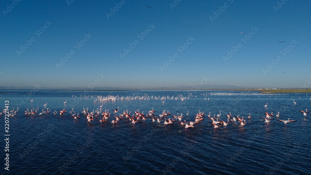 Obraz premium Aerial view of greater flamingos in Gediz Delta, Aegean Sea, Izmir, Türkiye