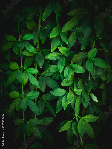 Lush green foliage of climbing vines and leaves against a dark, mysterious background, showcasing natural organic textures and vibrant plant life in a tranquil, serene garden setting with